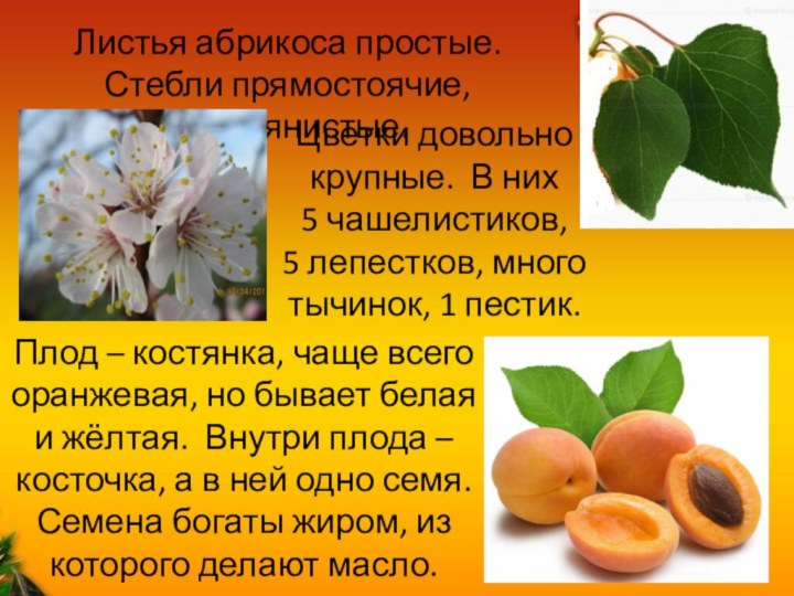 Листья абрикоса простые. Стебли прямостоячие, деревянистые. Цветки довольно крупные. В них