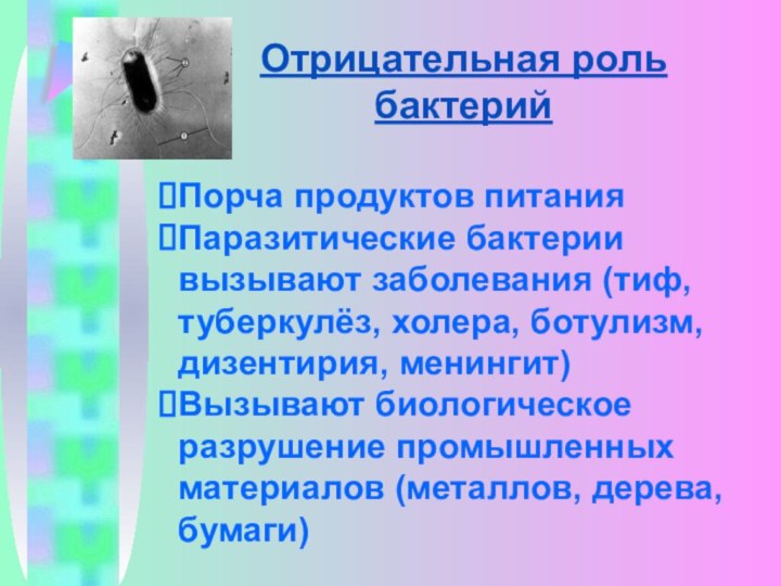 Отрицательная роль бактерийПорча продуктов питанияПаразитические бактерии вызывают заболевания (тиф, туберкулёз, холера, ботулизм,