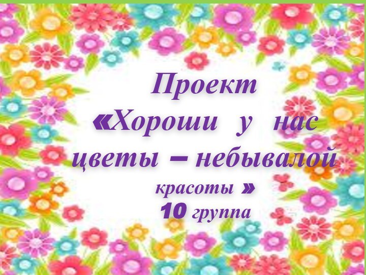 Проект«Хороши у нас цветы – небывалой красоты »10 группа