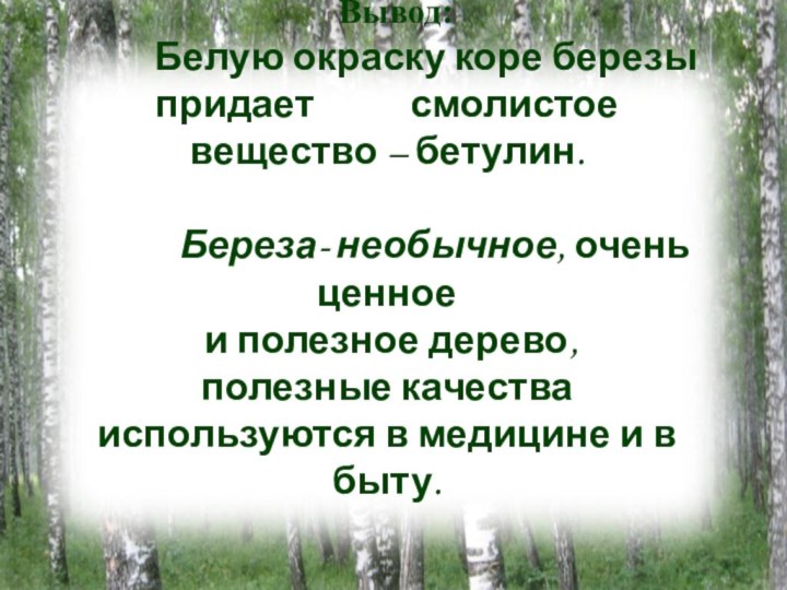 Вывод:      Белую окраску коре березы придает