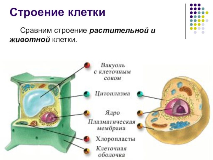 Строение клеткиСравним строение растительной и животной клетки.