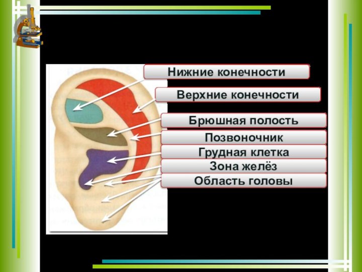 Нижние конечностиВерхние конечностиБрюшная полостьПозвоночник Грудная клеткаЗона желёзОбласть головы