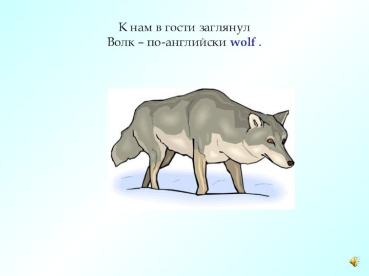 К нам в гости заглянул Волк – по-английски wolf .