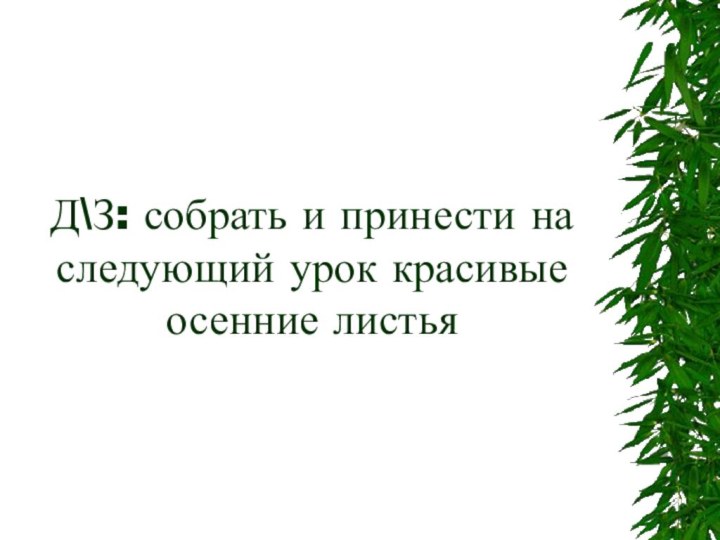 Д\З: собрать и принести на следующий урок красивые осенние листья