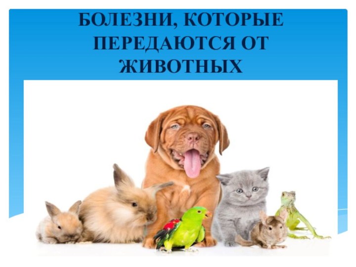 БОЛЕЗНИ, КОТОРЫЕ ПЕРЕДАЮТСЯ ОТ ЖИВОТНЫХ