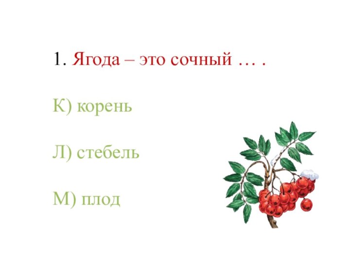 1. Ягода – это сочный … .К) кореньЛ) стебельМ) плод