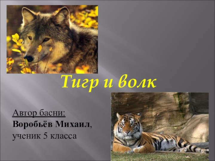 Тигр и волкАвтор басни: Воробьёв Михаил,ученик 5 класса