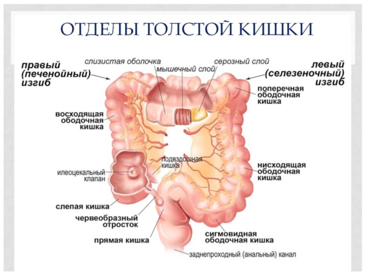 ОТДЕЛЫ ТОЛСТОЙ КИШКИ