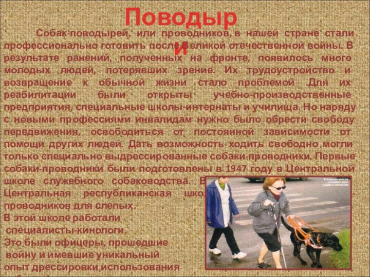 Поводыри   Собак-поводырей, или проводников, в нашей стране стали профессионально готовить после