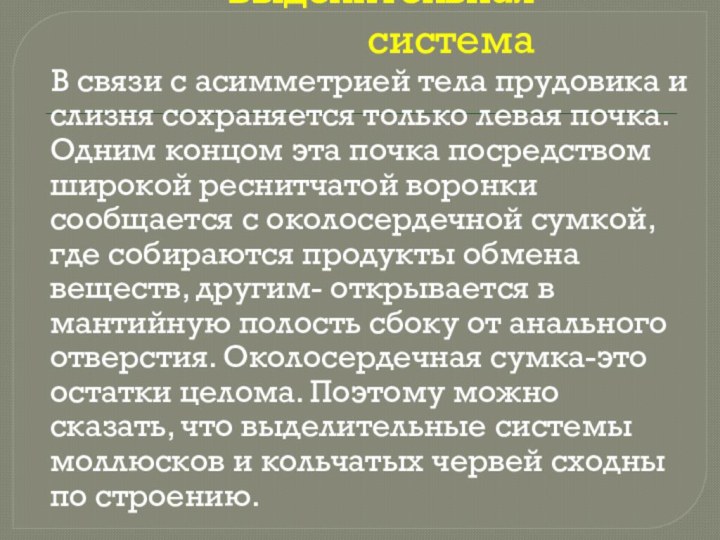 Выделительная система  В связи с асимметрией тела прудовика и слизня сохраняется