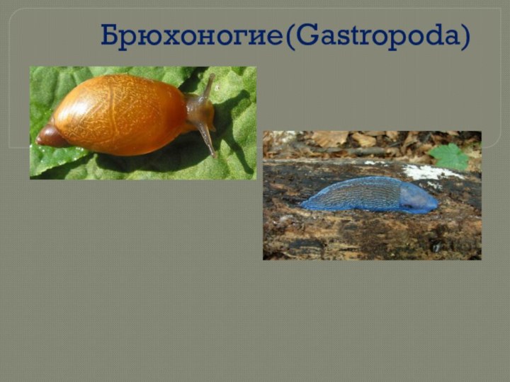 Брюхоногие(Gastropoda)