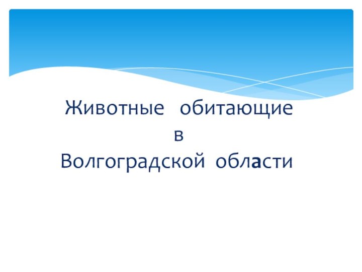 Животные  обитающие   в  Волгоградской области