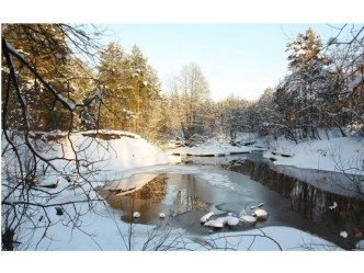 Верба весной