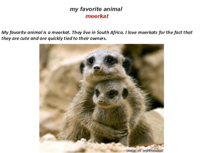 my favorite animal meerkat My favorite animal is a meerkat. They live