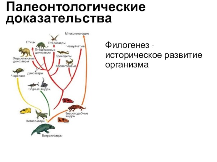 Историческое развитие организмов. Филогенетическое развитие. Филогенез это в биологии.