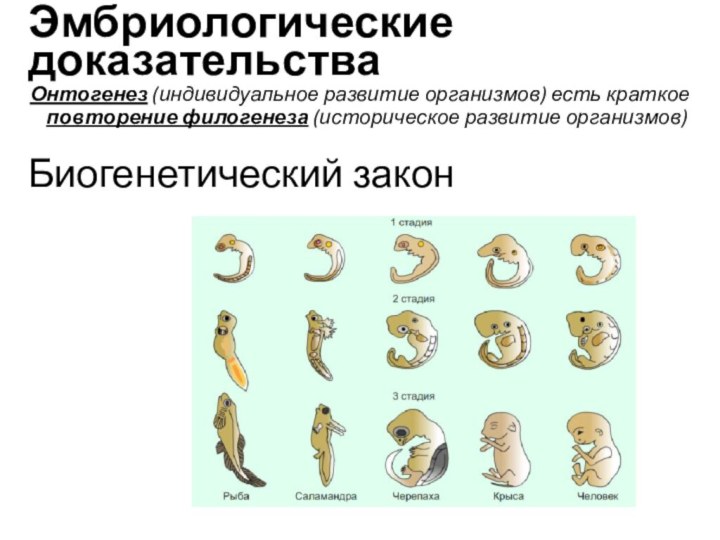 Биогенетический закон Онтогенез (индивидуальное развитие организмов) есть краткое повторение филогенеза (историческое развитие организмов)Эмбриологические доказательства