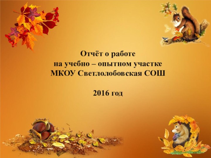 Отчёт о работе  на учебно – опытном участке  МКОУ Светлолобовская СОШ  2016 год