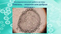 Номинация: Ботаника и экология растений Исследовательская работа на тему: Плесень – опасная или добрая соседка?