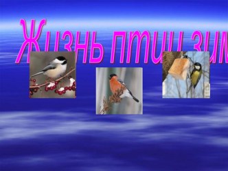 Жизнь птиц