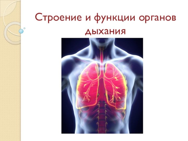 Строение и функции органов дыхания