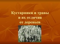 Презентация по географии на тему Кустарники и травы (6-7 класс)