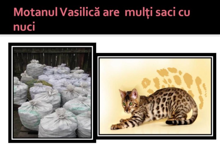 Motanul Vasilică are mulţi saci cu nuci