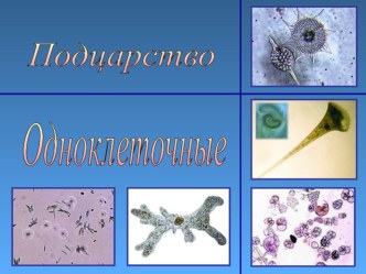 Презентация по биологии на тему Одноклеточные животные