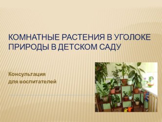 Комнатные растения в уголке природы в детском саду