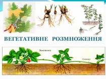 Презентация по биологии. Вегетативное размножение растений