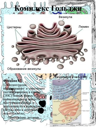 Раздаточный материал по теме: Эукариотическая клетка_Комплекс Гольджи