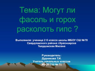 Презентация Могут ли фасоль и горох расколоть гипс?