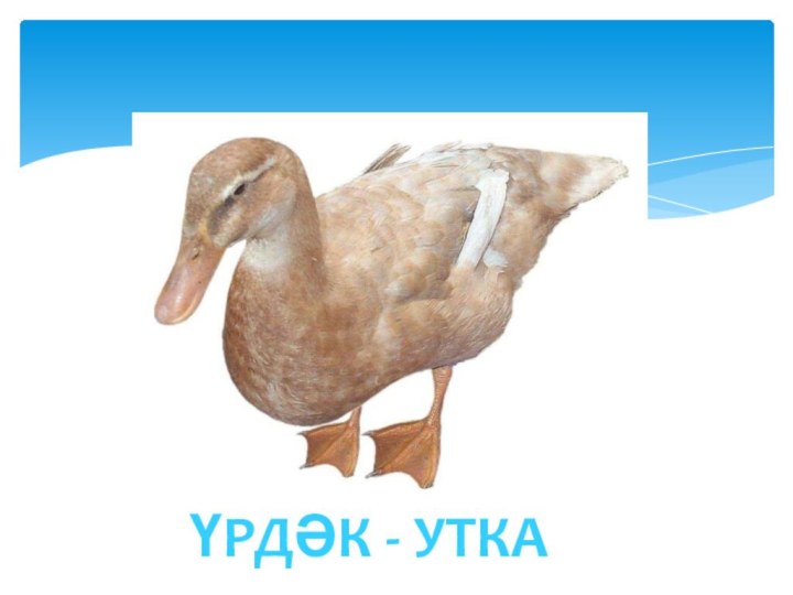 ҮРДӘК - УТКА