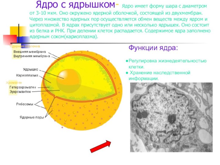 Ядро с ядрышком- Ядро имеет форму шара с диаметром от 3-10