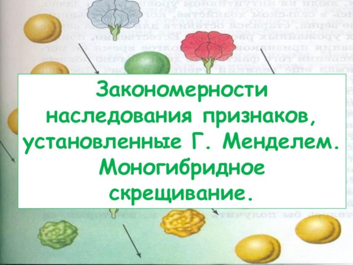 Закономерности наследования признаков, установленные Г. Менделем. Моногибридное скрещивание.