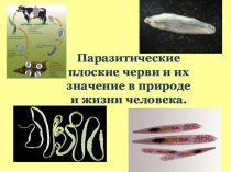 Презентация по биологии на тему: Паразитические плоские черви и их значение в природе и жизни человека
