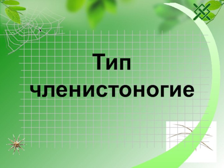 Тип членистоногие