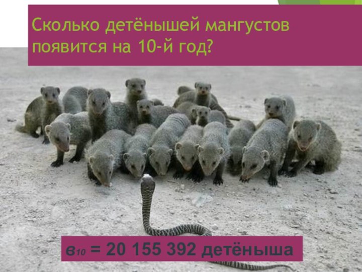 Сколько детёнышей мангустов появится на 10-й год? в10 = 20 155 392 детёныша