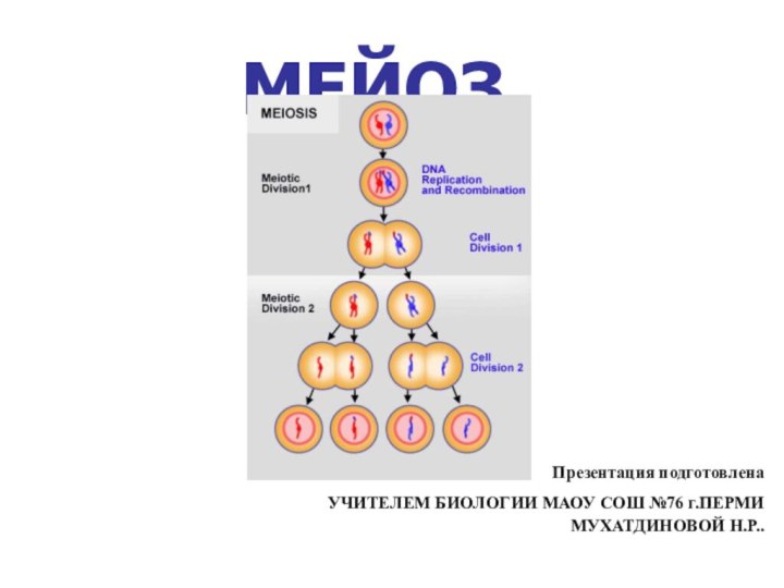 МЕЙОЗ Презентация подготовленаУЧИТЕЛЕМ БИОЛОГИИ МАОУ СОШ №76 г.ПЕРМИ МУХАТДИНОВОЙ Н.Р..