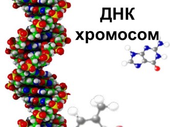 Презентация по теме:  ДНК хромосом