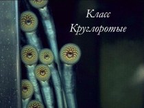 Презентация по биологии на тему Круглоротые. 7 класс