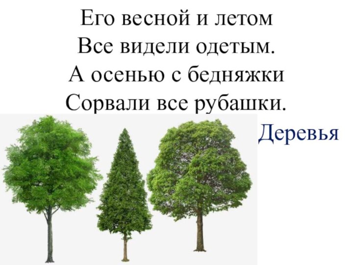 Его весной и летом  Все видели одетым.  А осенью с бедняжки  Сорвали все рубашки.Деревья