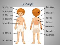 Презентация по французскому языку по теме Тело человека