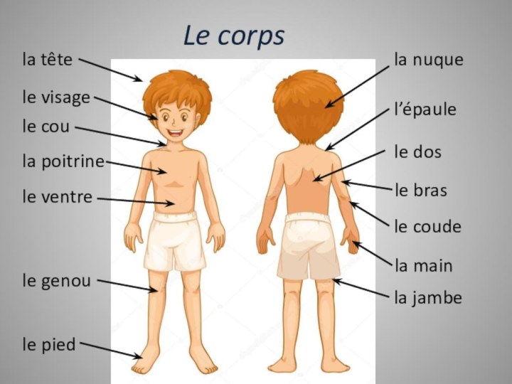 Le corpsla têtela nuquele visagele dosl’épaulele brasla poitrinele ventrela mainle coula jambele genoule coudele pied