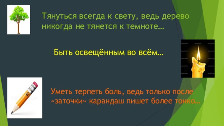 Тянуться всегда к свету, ведь дерево никогда не тянется к темноте…Быть освещённым