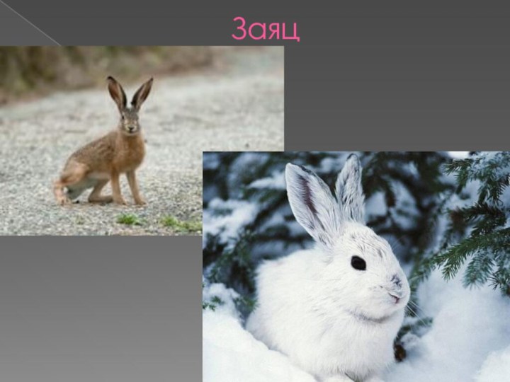 Заяц