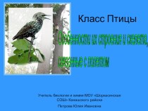 Класс Птицы . Особенности их строения и скелета, в связи с приспособленностью к полёту