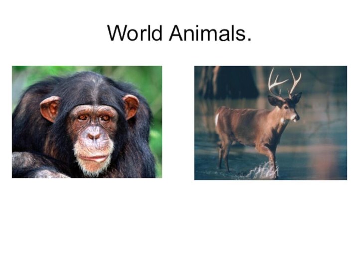 World Animals.