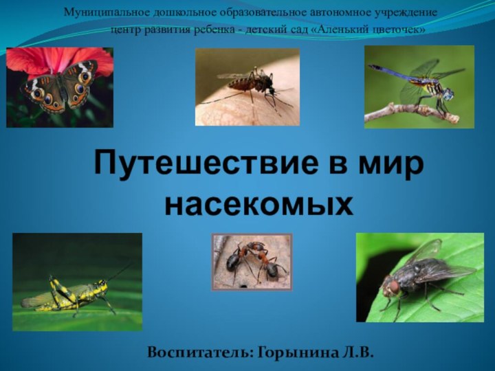 Путешествие в мир  насекомыхВоспитатель: Горынина Л.В. Муниципальное дошкольное образовательное