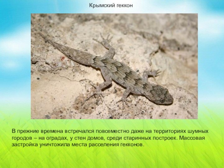 Крымский геккон Крымский геккон В прежние времена встречался повсеместно даже на территориях