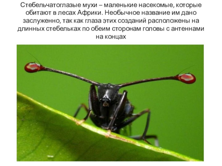Стебельчатоглазые мухи – маленькие насекомые, которые обитают в лесах Африки.